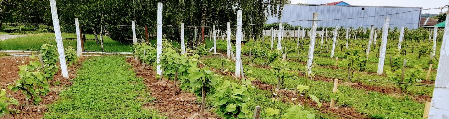 Проведення  практичного навчання в умовах карантину на агрономічному відділенні 